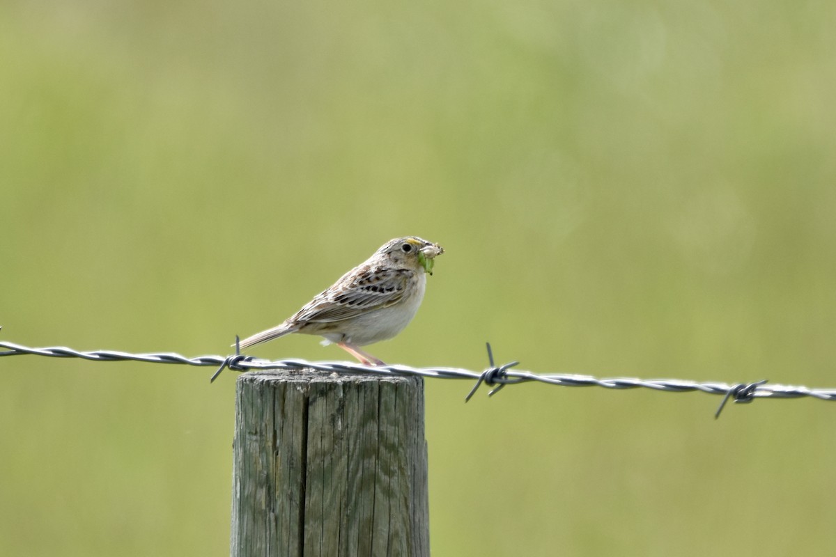 Grasshopper Sparrow - ML620626882