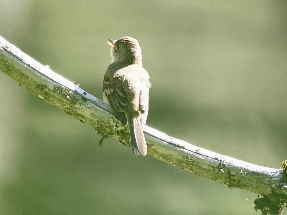 Willow Flycatcher - ML620626883