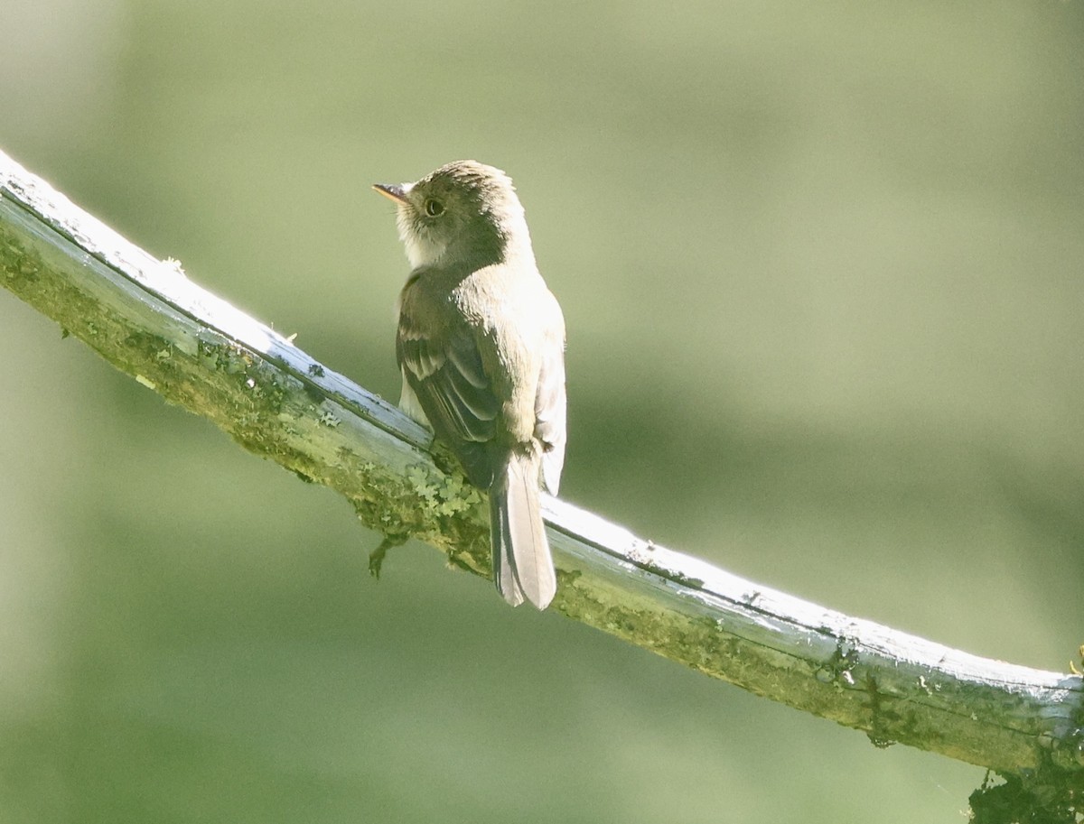 Willow Flycatcher - ML620626884