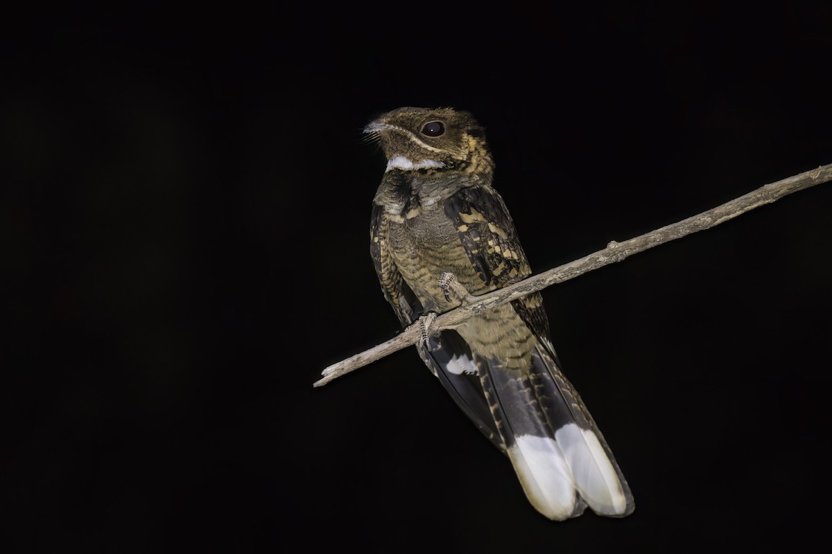 Large-tailed Nightjar - ML620626886