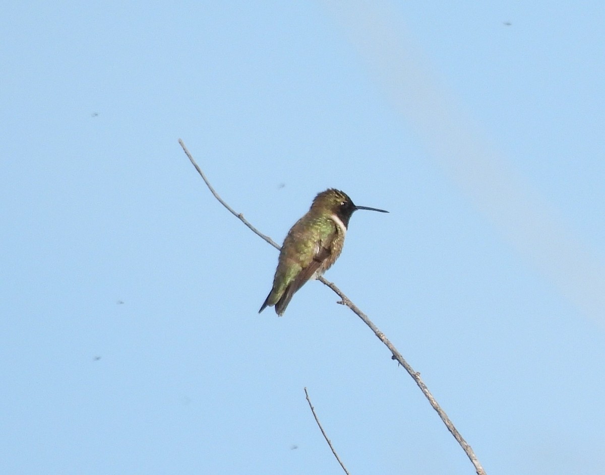 Black-chinned Hummingbird - ML620626888