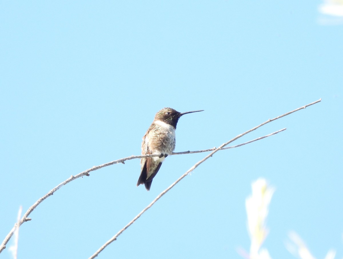 Black-chinned Hummingbird - ML620626889
