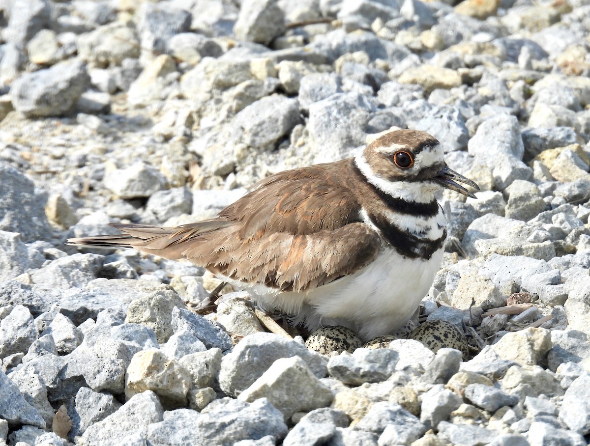 Killdeer - ML620626890