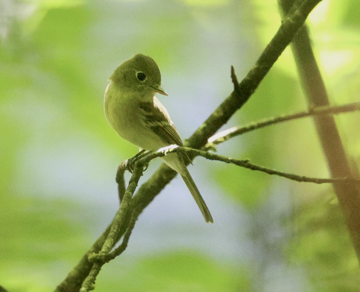 Western Flycatcher - ML620626894