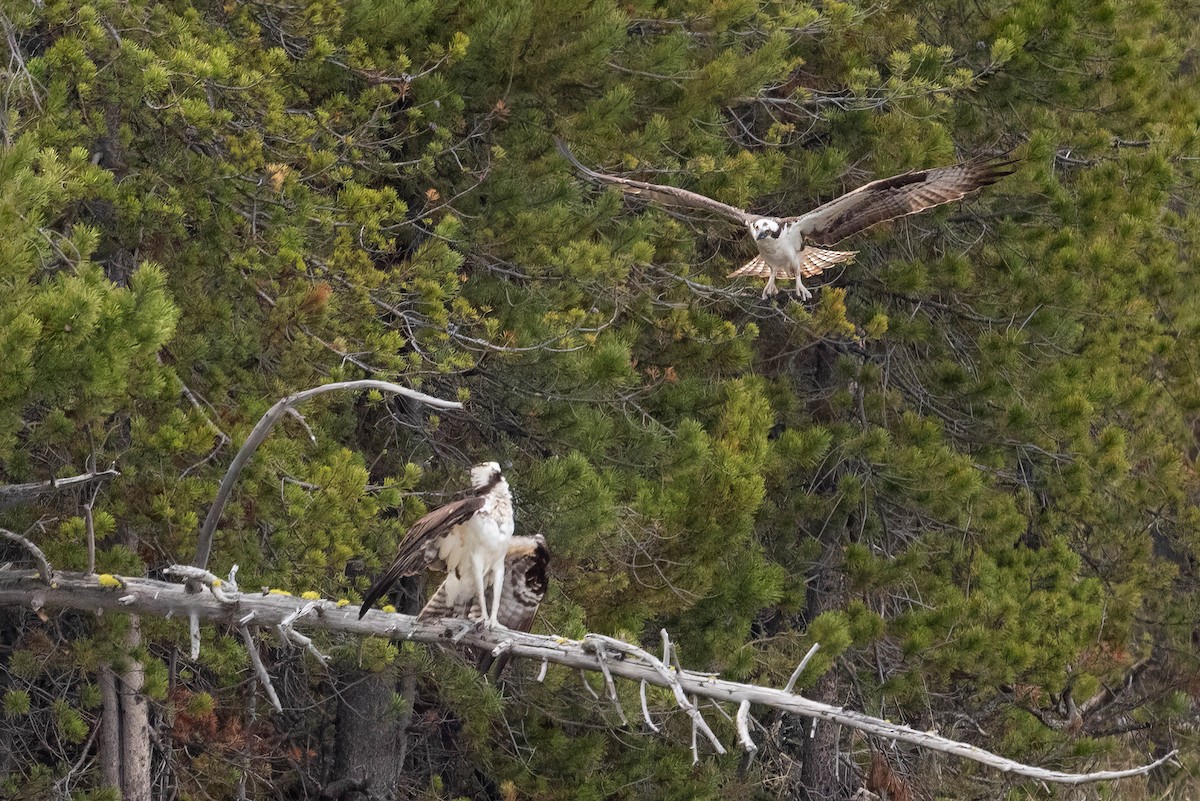 Osprey - ML620626895