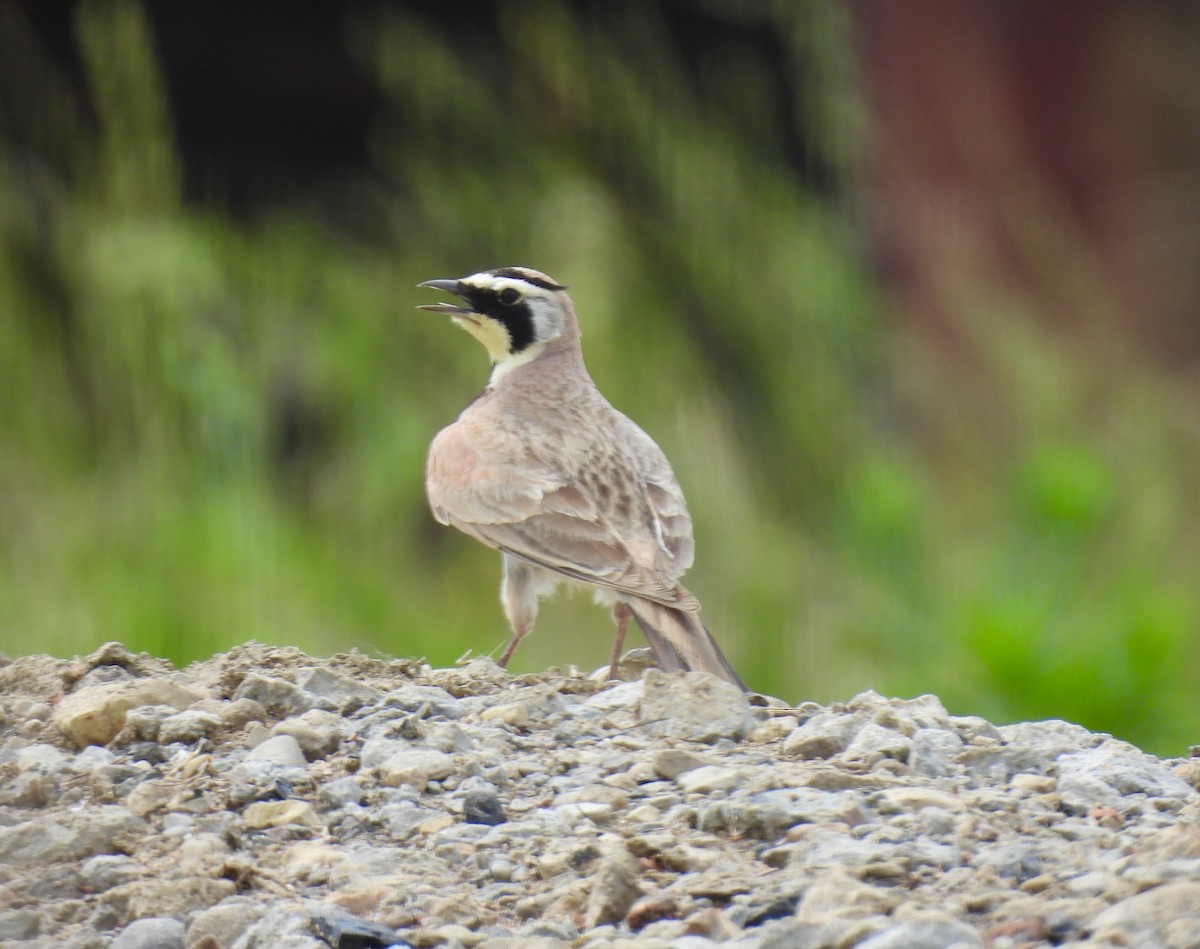 Horned Lark - ML620626897