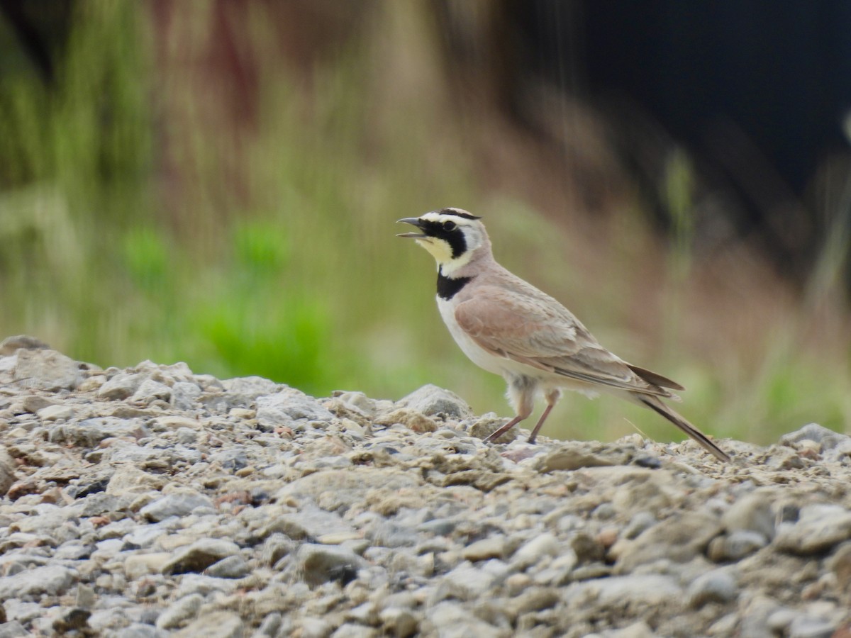 Horned Lark - ML620626898