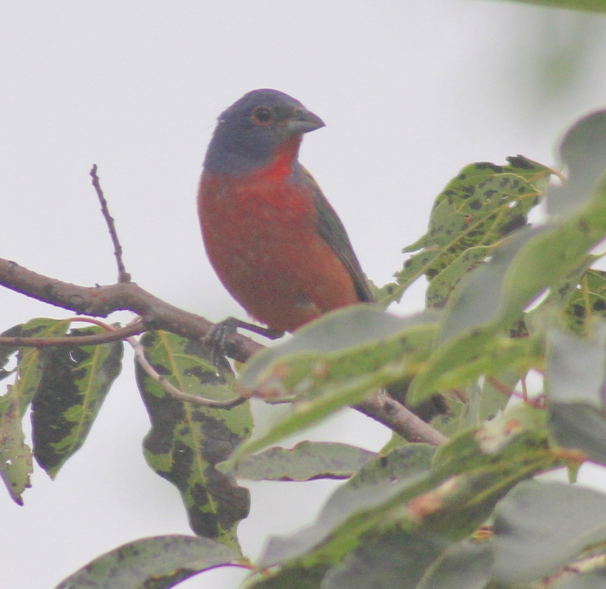 Painted Bunting - David Brotherton, cc