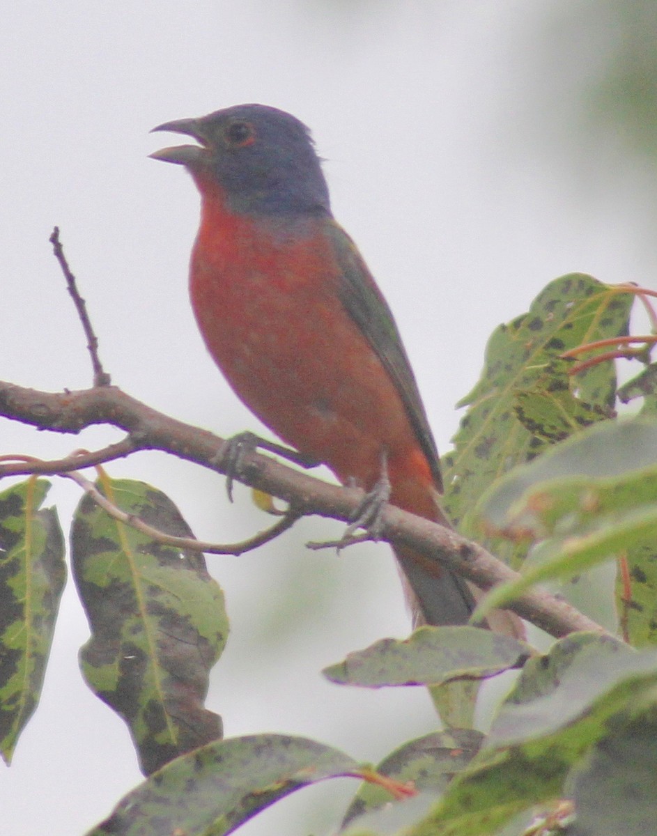 Painted Bunting - ML620626900