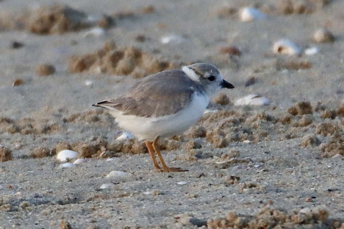 Piping Plover - ML620626901