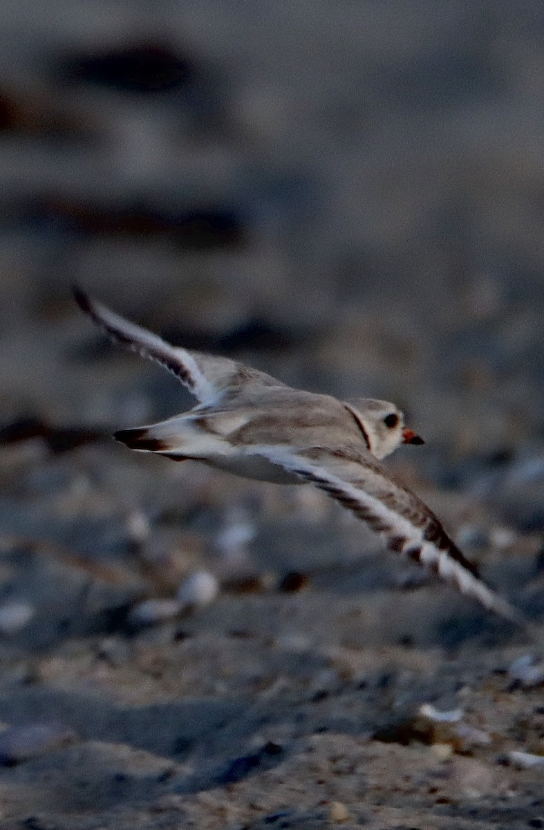 Piping Plover - ML620626902