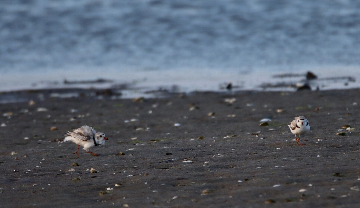 Piping Plover - ML620626904