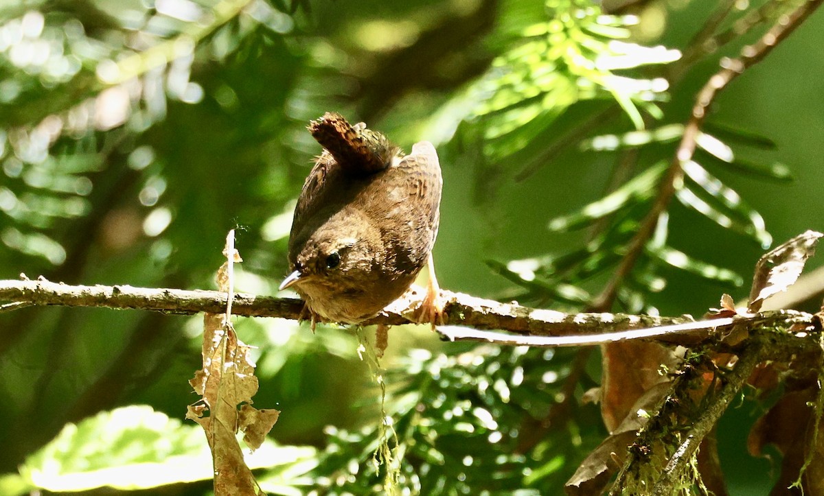 Pacific Wren - ML620626905