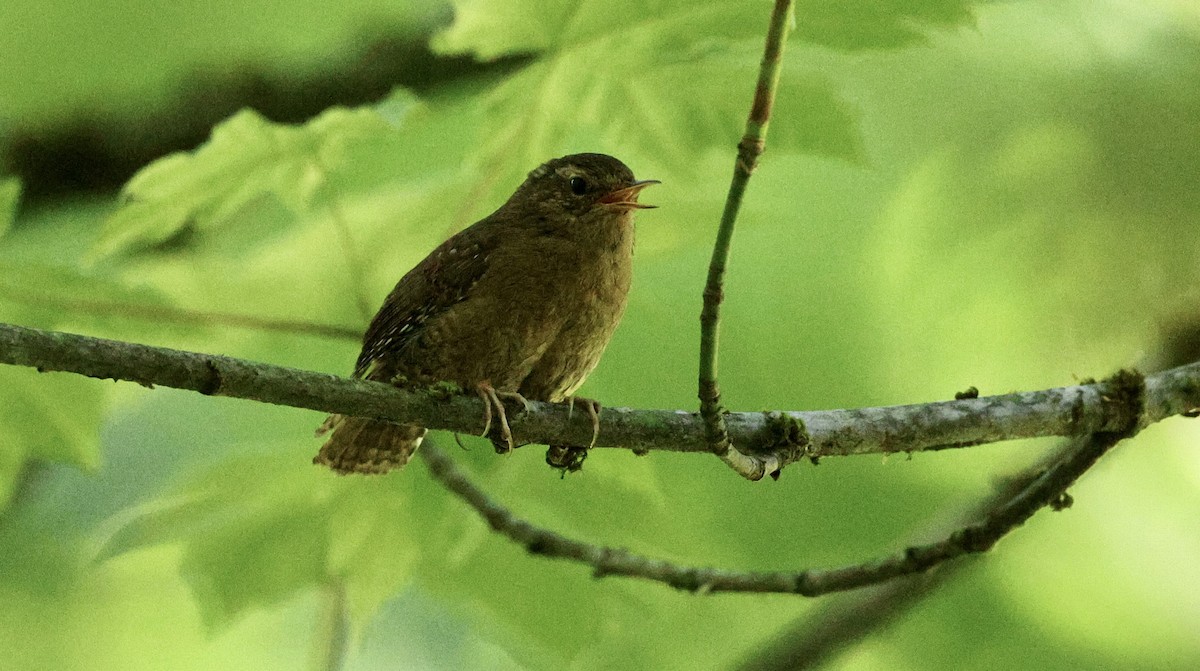 Pacific Wren - ML620626906