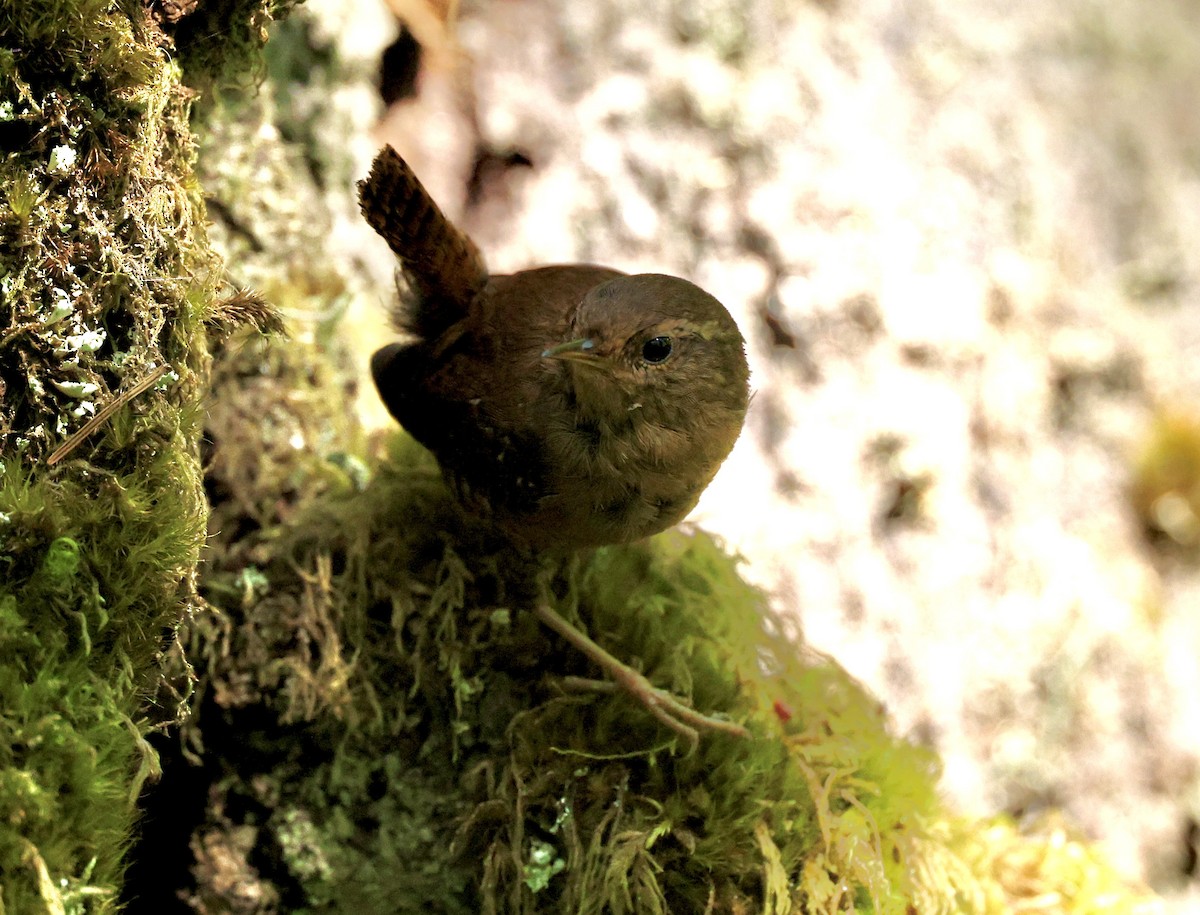 Pacific Wren - ML620626907