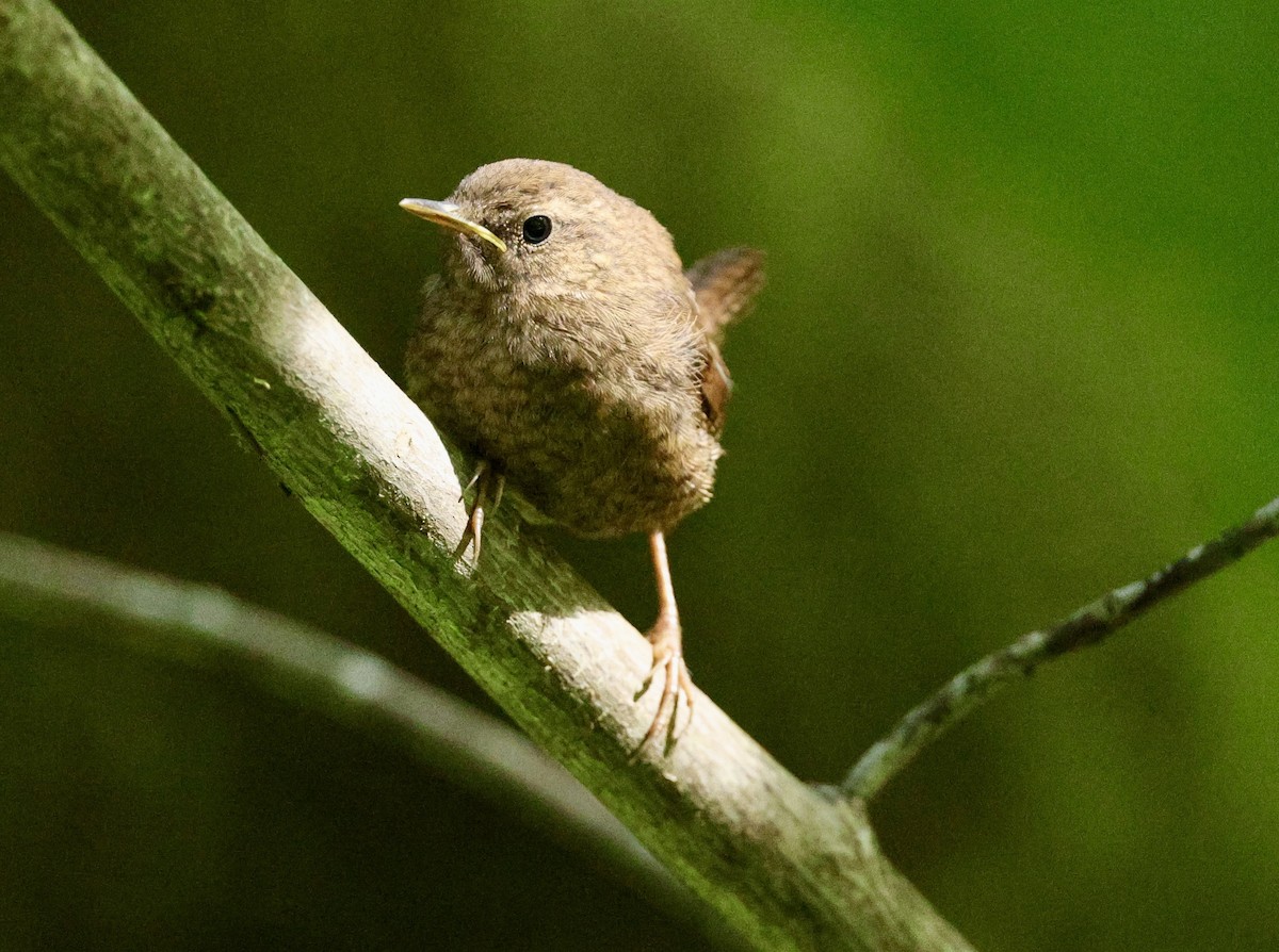 Pacific Wren - ML620626908