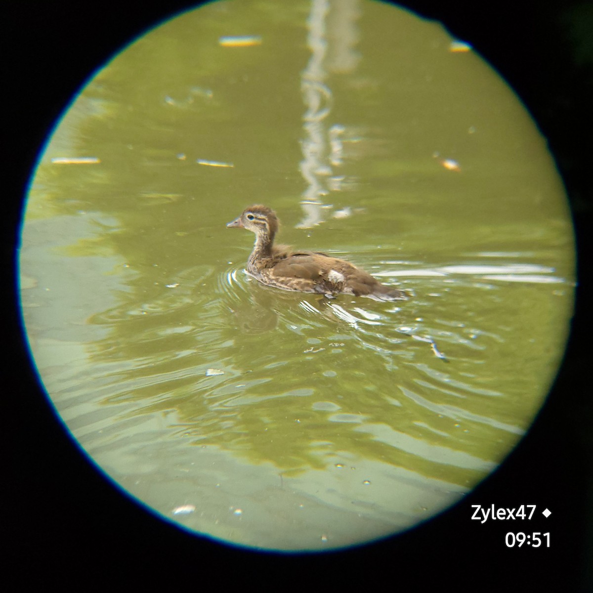 Mandarin Duck - ML620626915