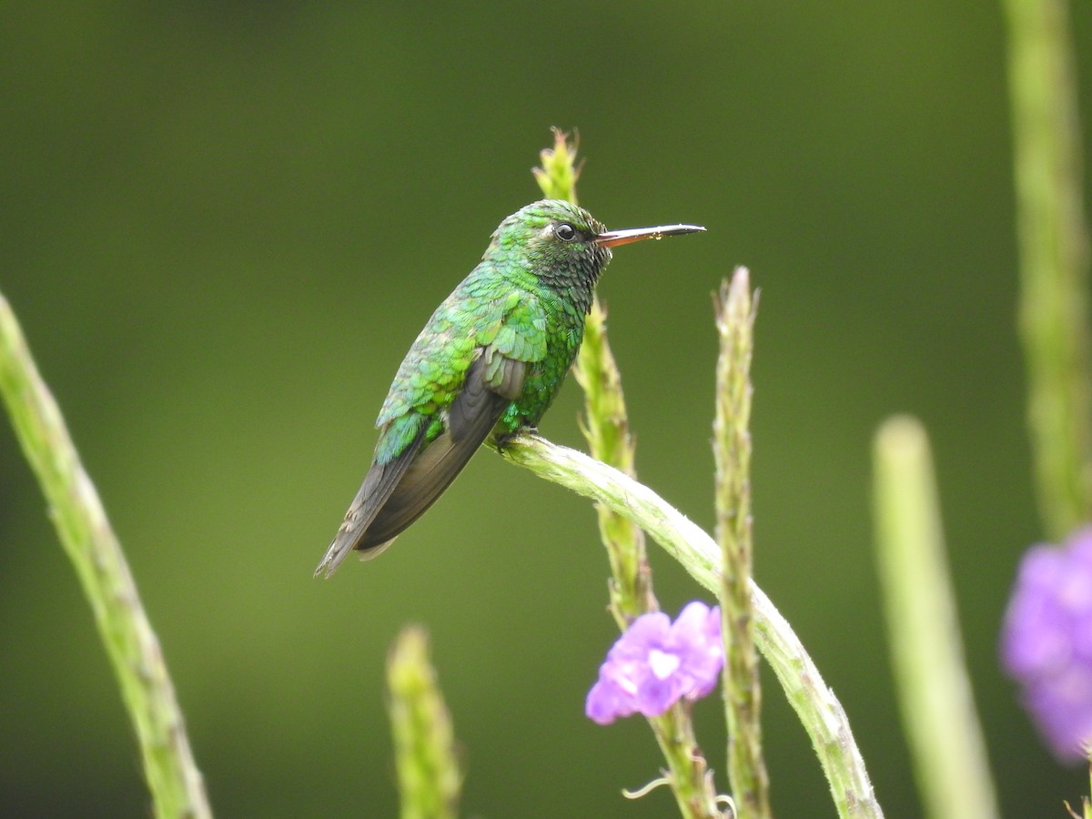 Canivet's Emerald - ML620626917