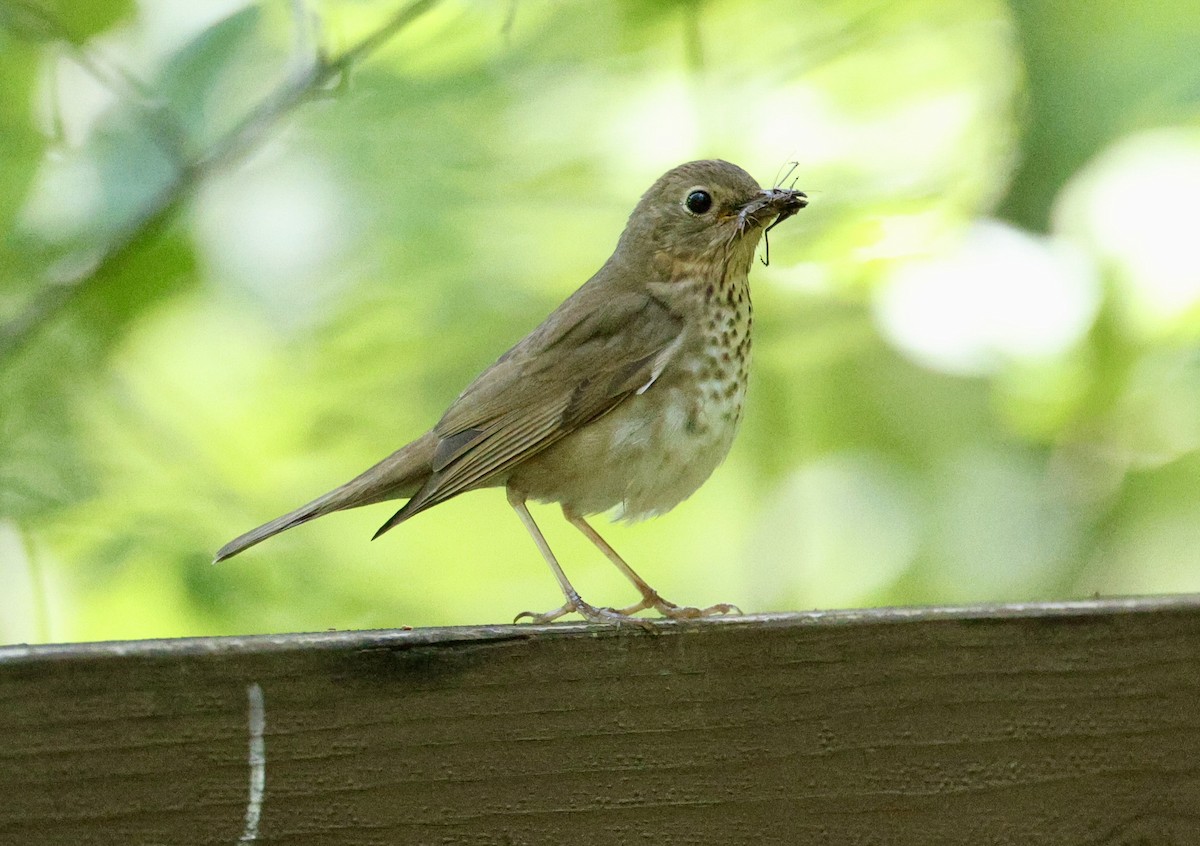 Swainson's Thrush - ML620626920