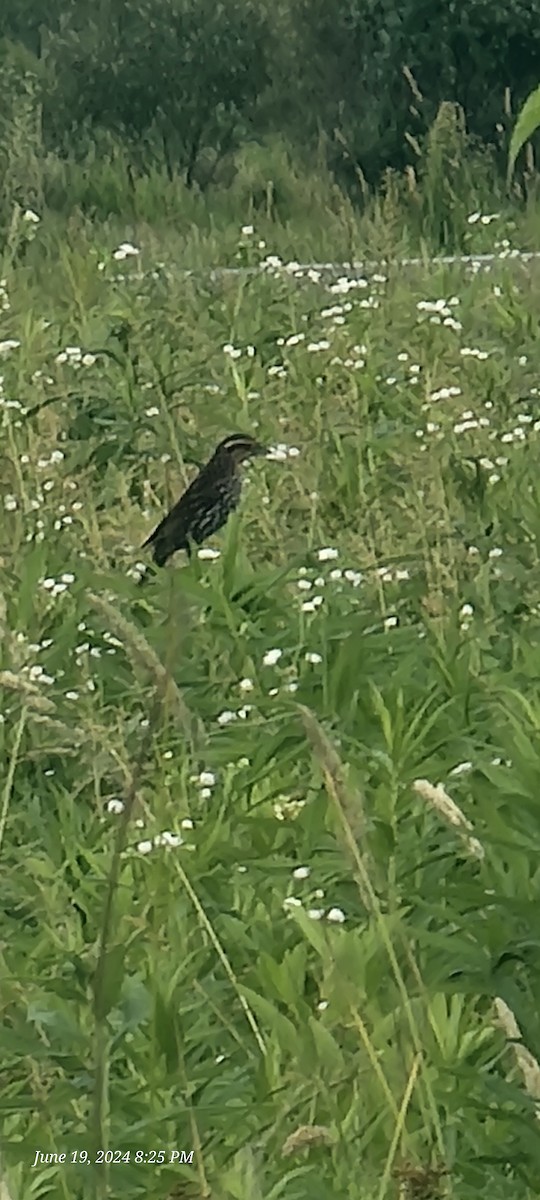 Red-winged Blackbird - ML620626921