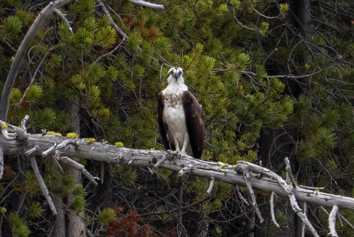 Águila Pescadora - ML620626923