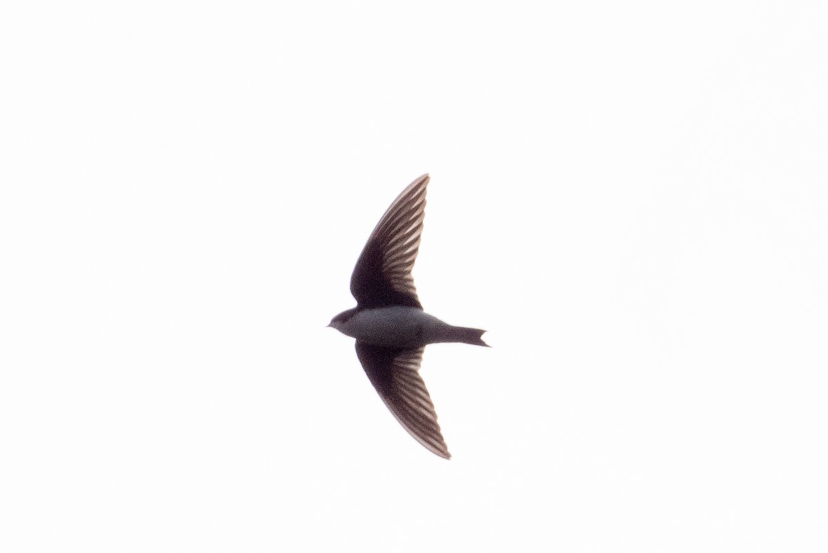 Violet-green Swallow - ML620626925