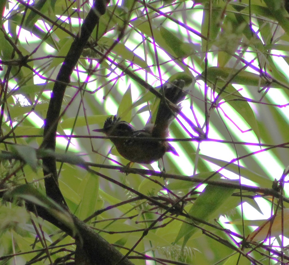 Ferruginous Antbird - ML620626931