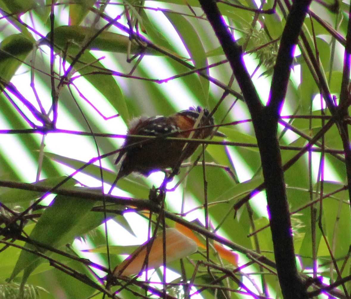 Ferruginous Antbird - ML620626932