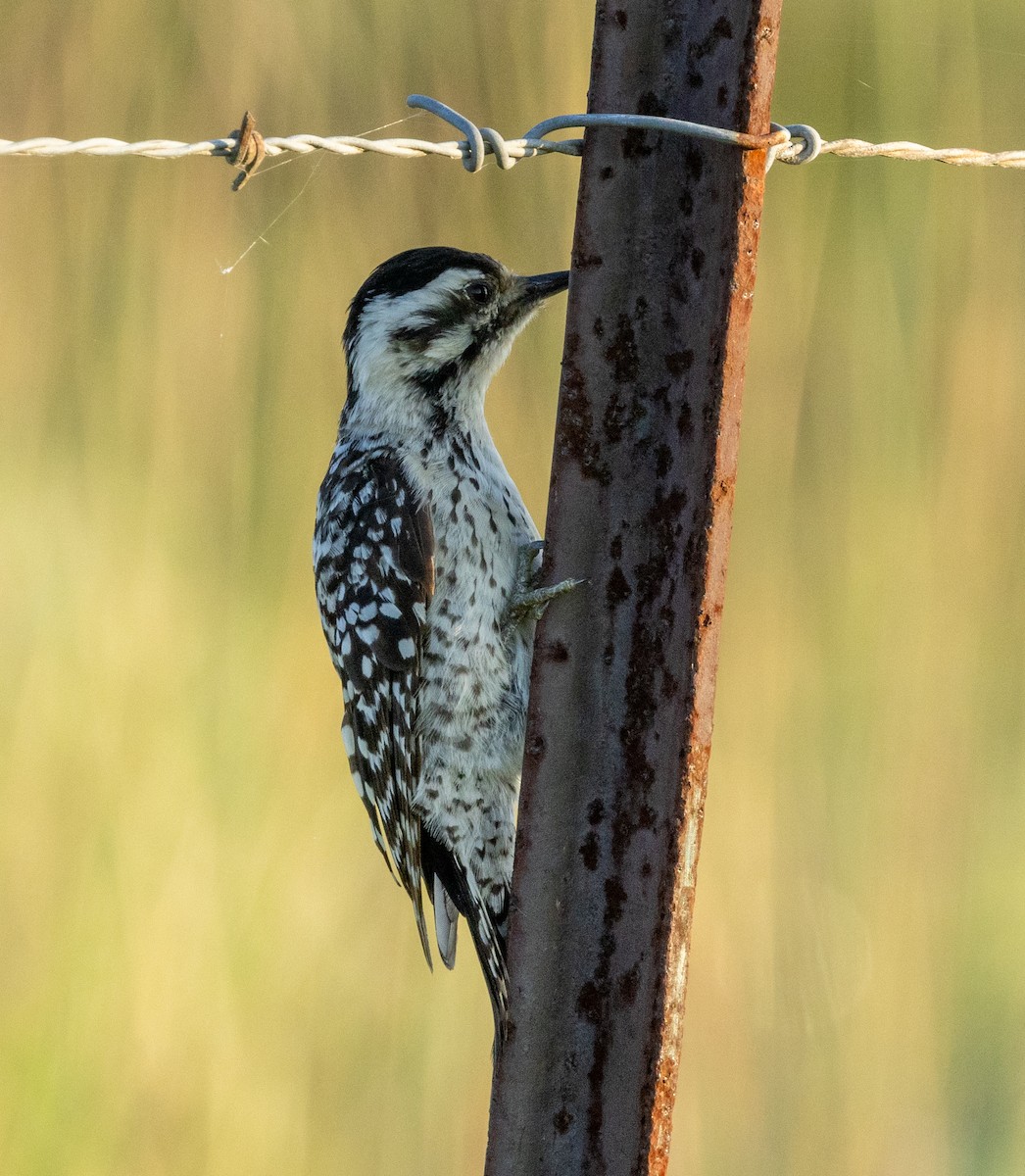 Downy Woodpecker - Roy Freese