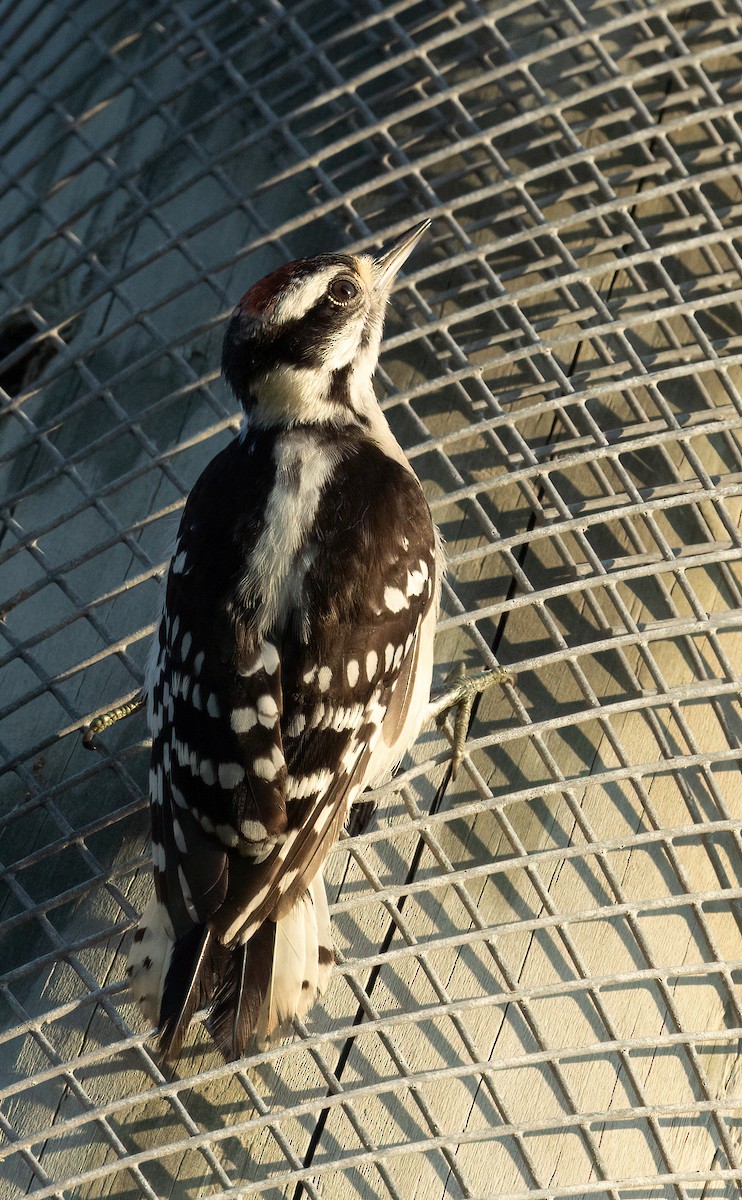 Downy Woodpecker - ML620626935