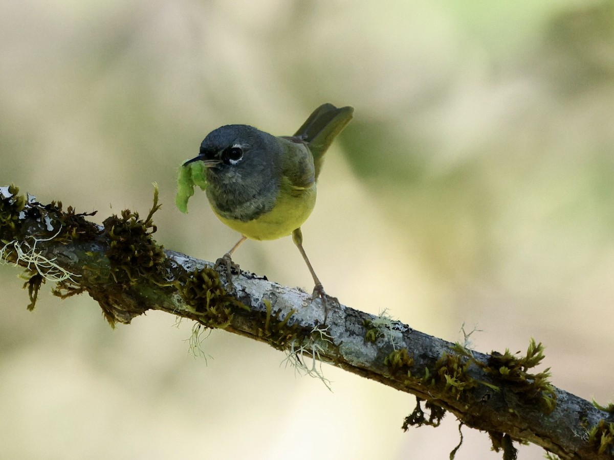 MacGillivray's Warbler - ML620626939