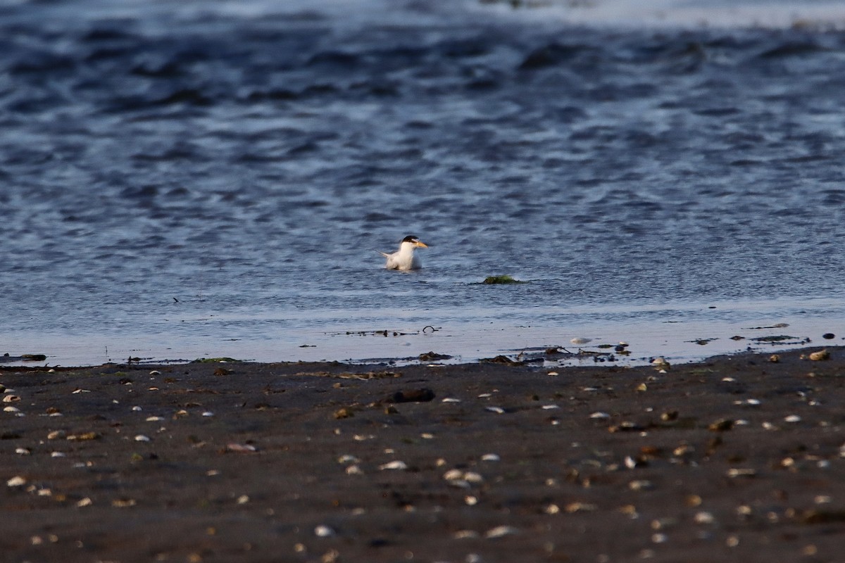 Least Tern - ML620626942