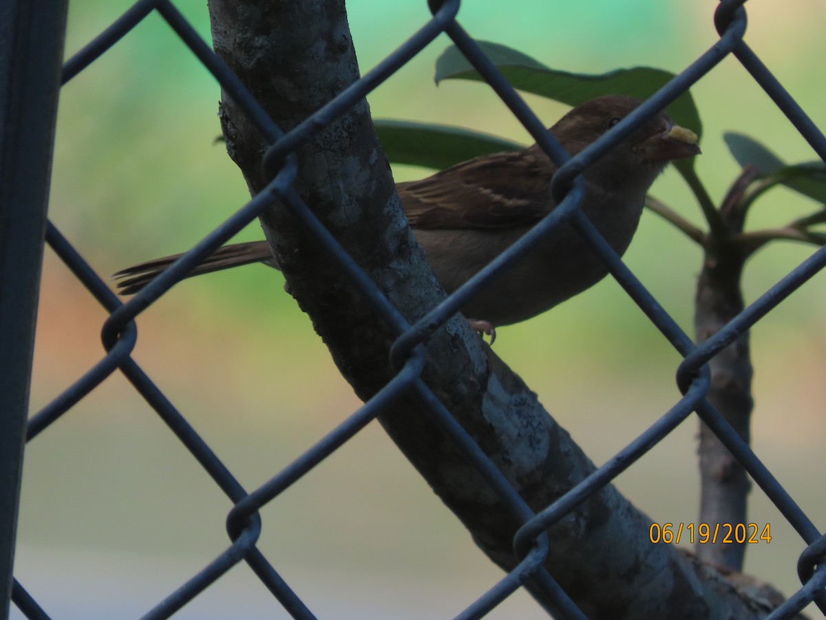 House Sparrow - ML620626944