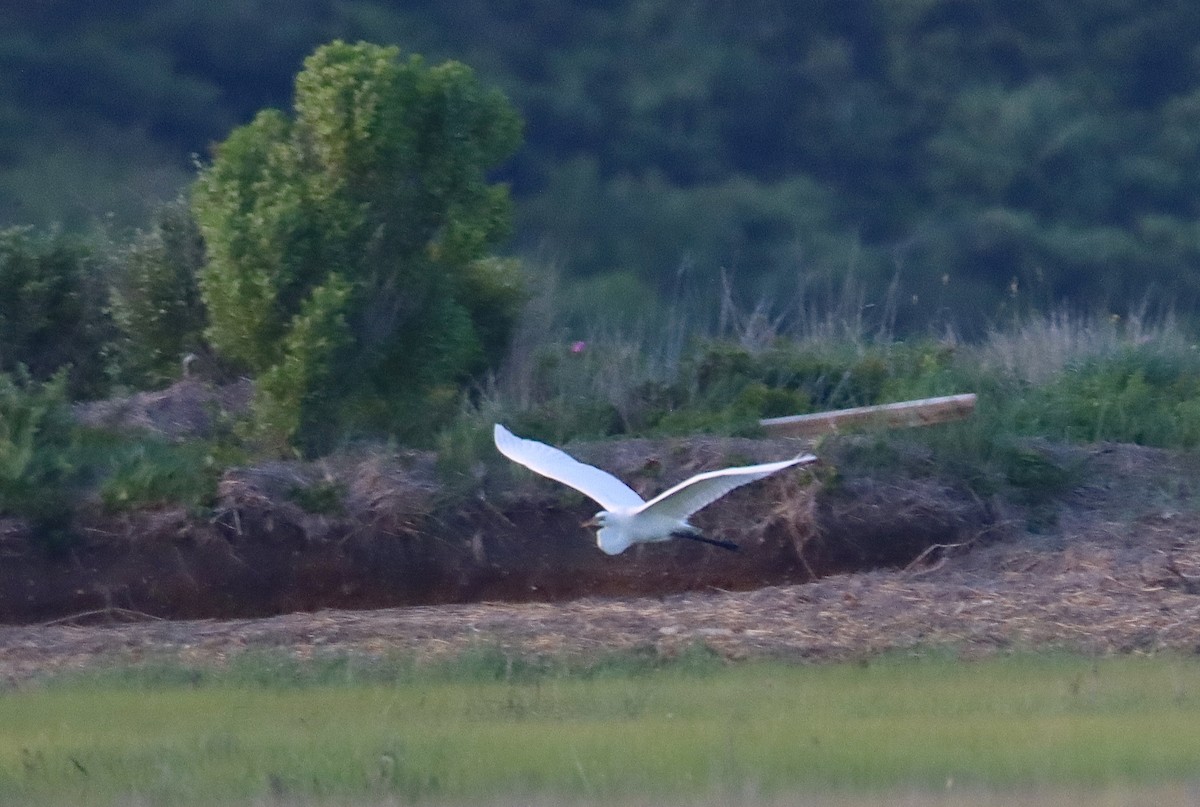 Great Egret - ML620626948