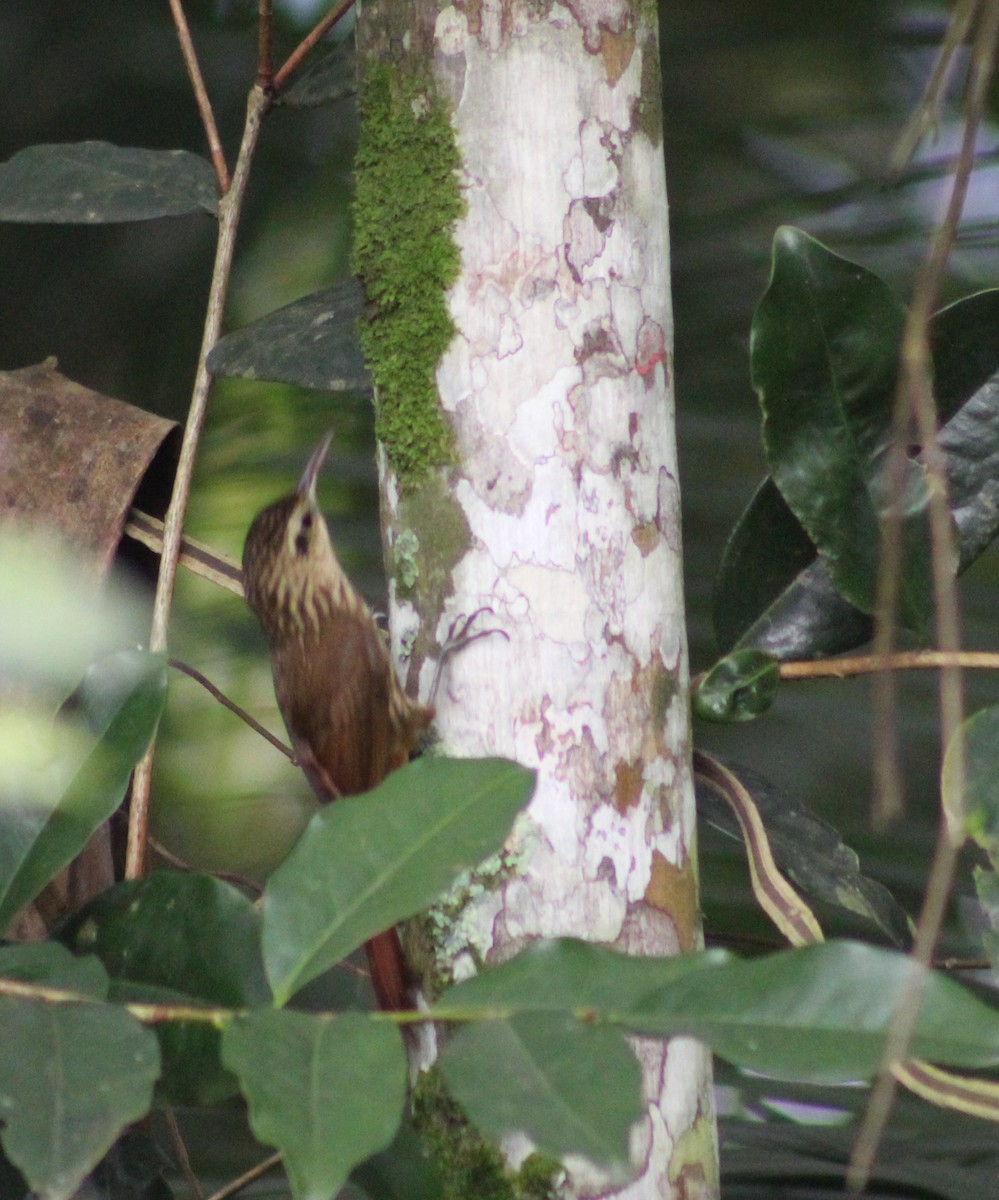 Lesser Woodcreeper - ML620626955