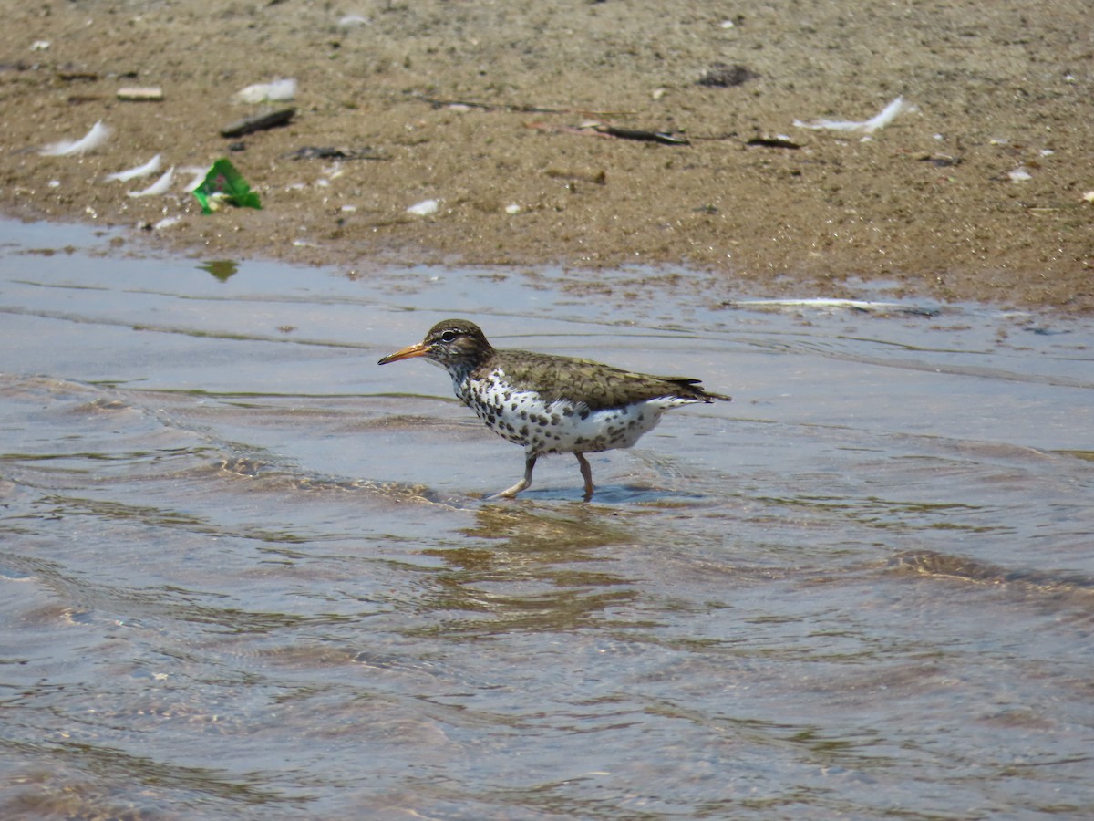 Spotted Sandpiper - ML620626957