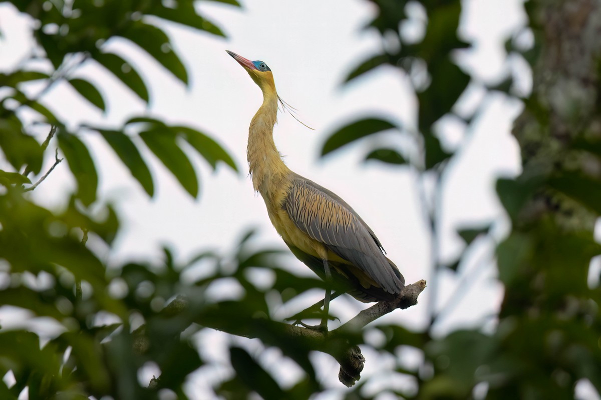 Whistling Heron - ML620626958