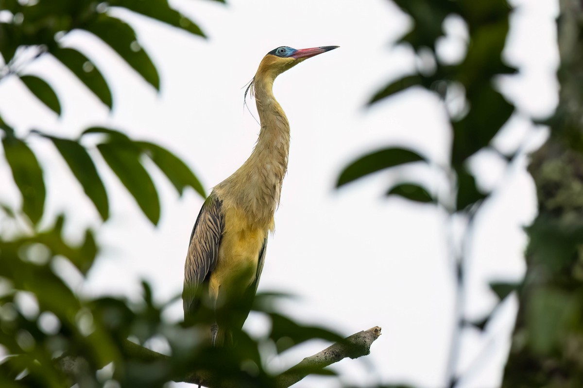 Whistling Heron - ML620626959