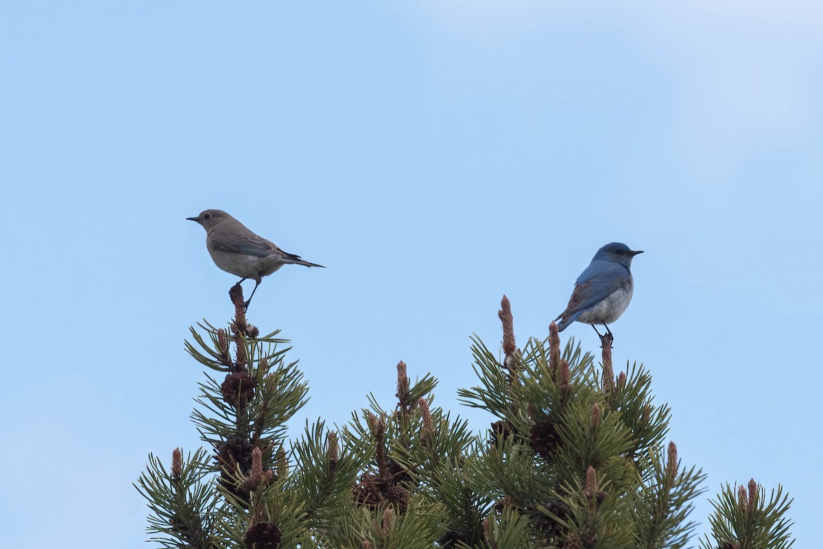 Mountain Bluebird - ML620626960