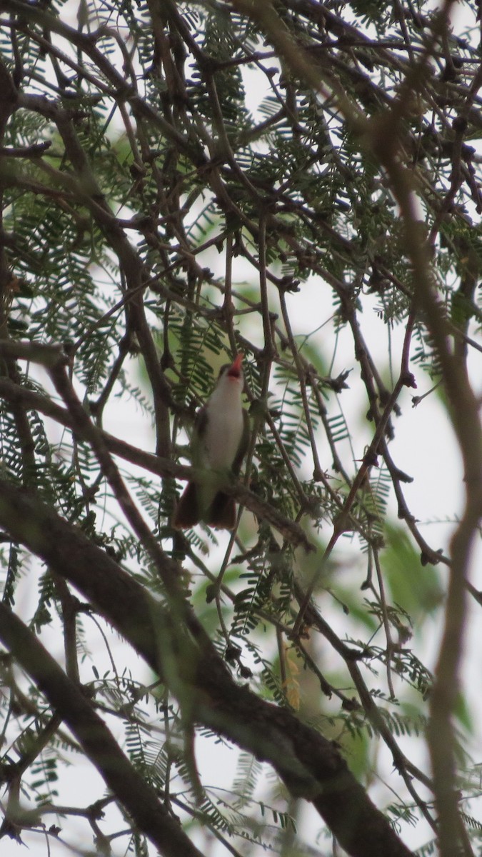 Violet-crowned Hummingbird - ML620626963