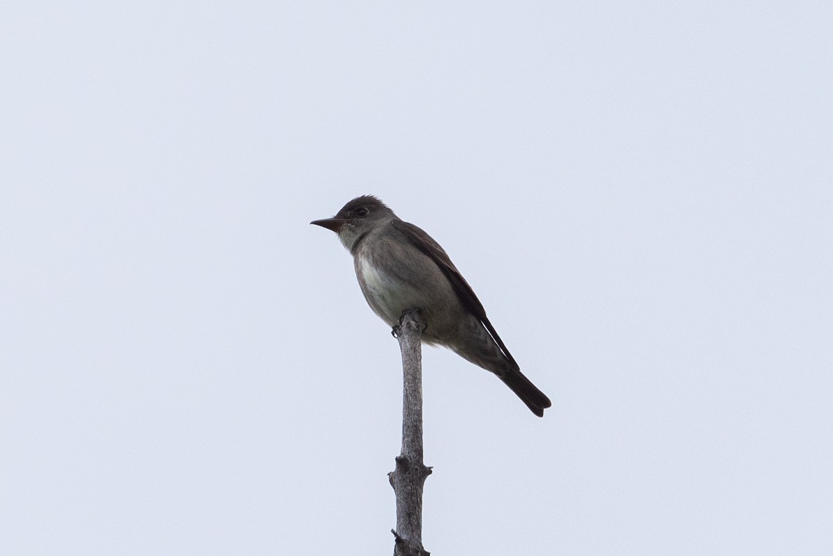 Olive-sided Flycatcher - ML620626964