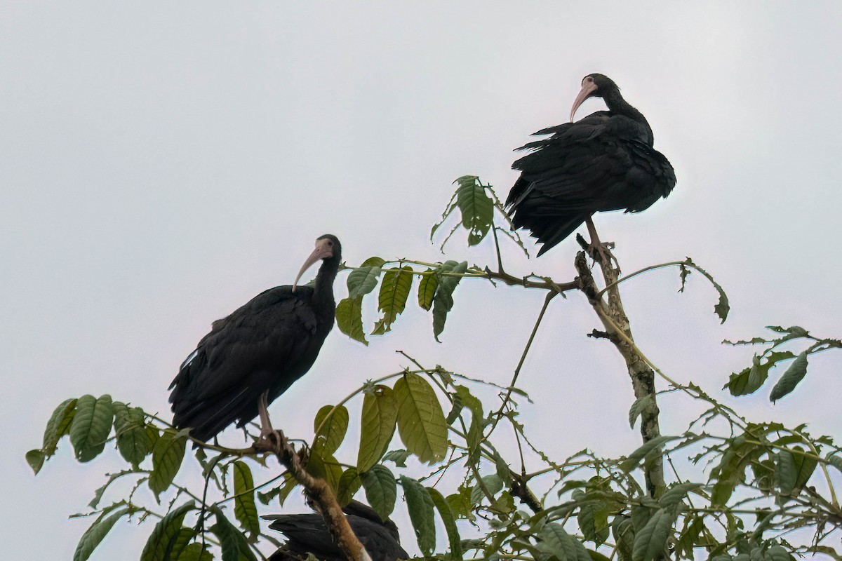 Ibis à face nue - ML620626968