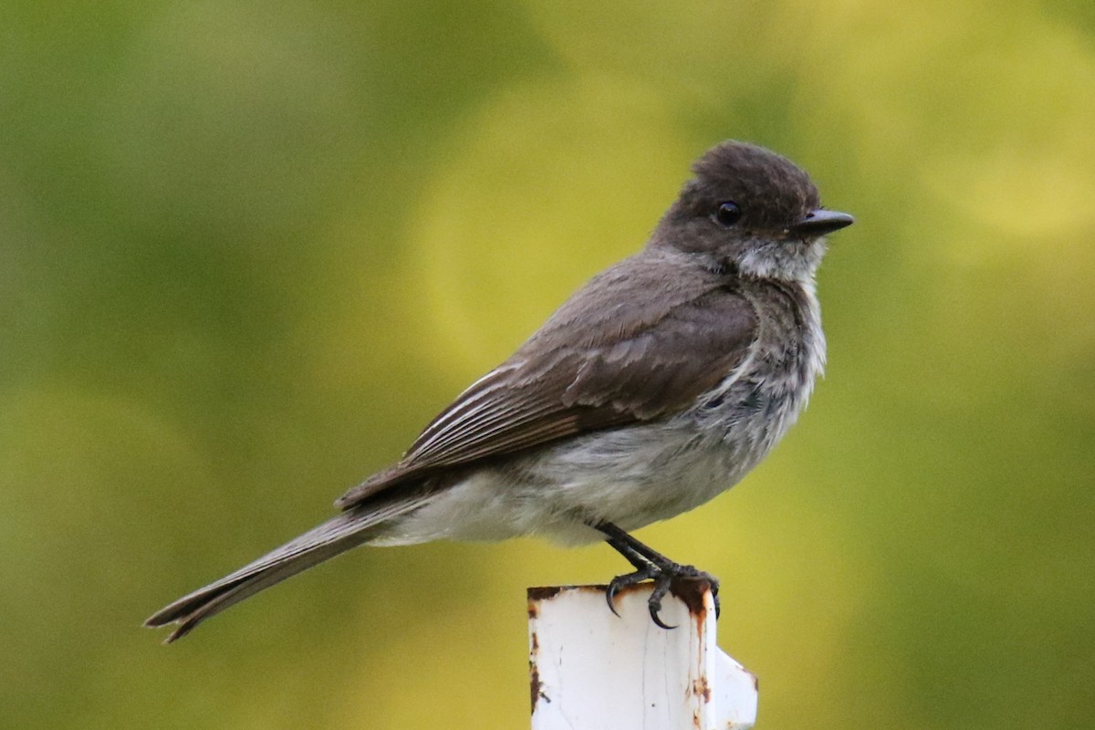 Eastern Phoebe - ML620626969