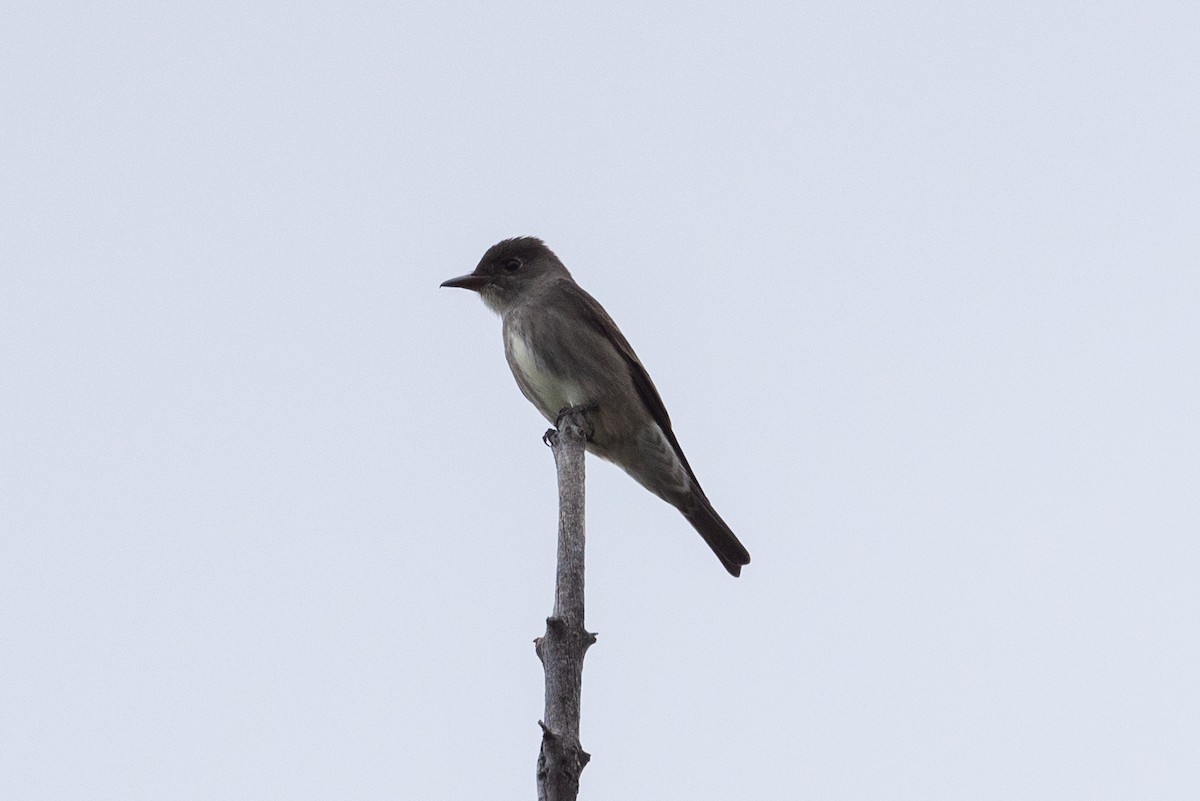 Olive-sided Flycatcher - ML620626971