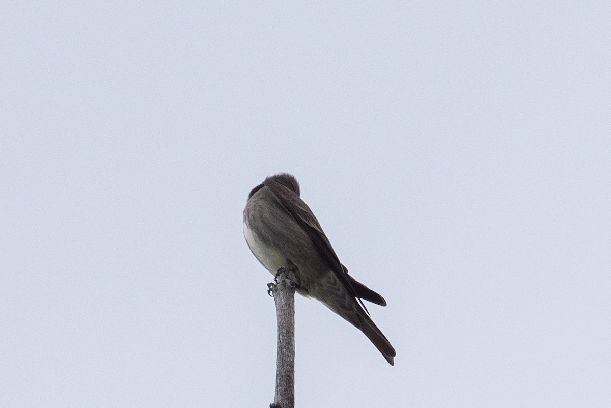 Olive-sided Flycatcher - ML620626972