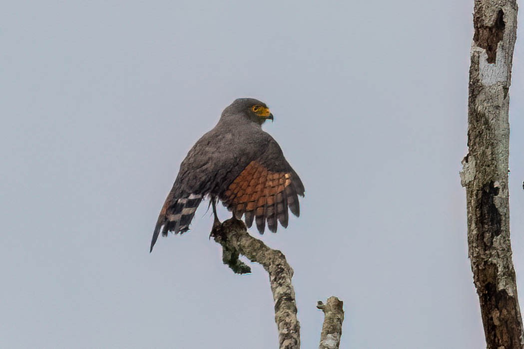 Roadside Hawk - ML620626977