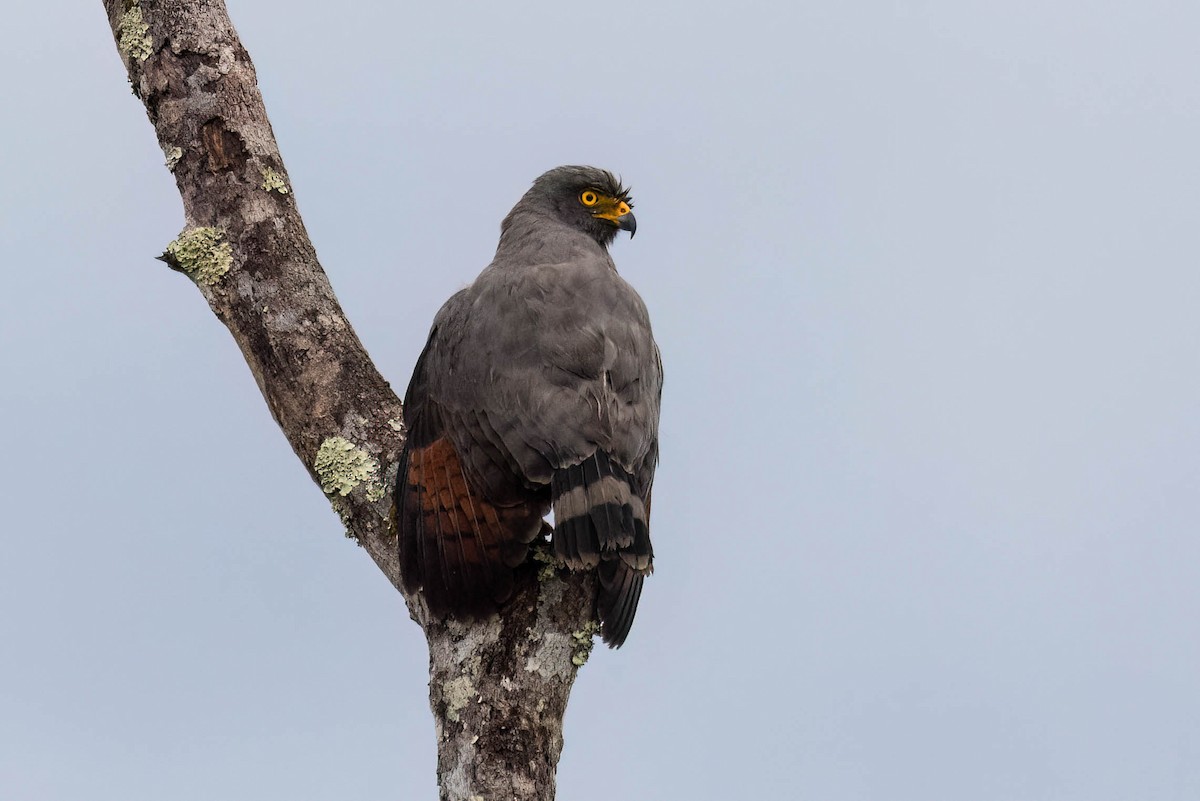 Roadside Hawk - Rich Kostecke