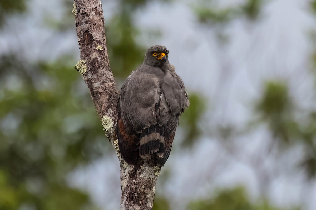 Roadside Hawk - Rich Kostecke