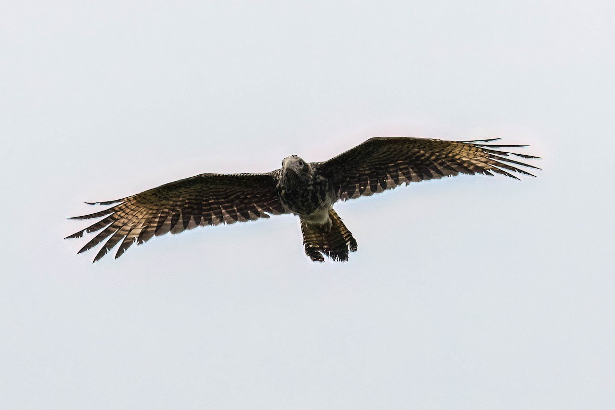 Caracara à tête jaune - ML620626983