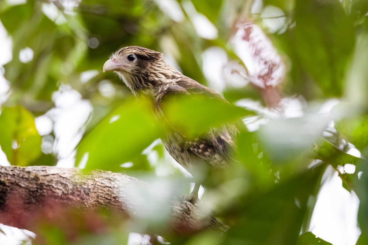 Caracara Chimachima - ML620626984